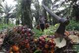 Perlancar Ekspor, GIMNI Minta Dilakukan Penghapusan Sementara Pungutan Ekspor CPO