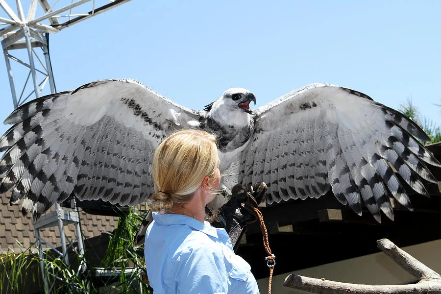 hewan terkuat di dunia: elang harpy