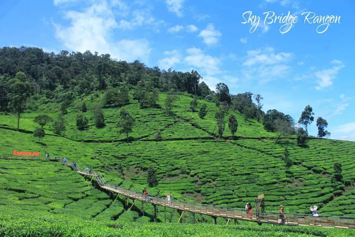 Bukit Jamur Rancabolang, serunya menikmati pemandangan kebun teh