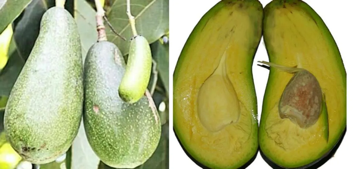 Jumbo peluang dari alpukat aligator (bagian 1)
