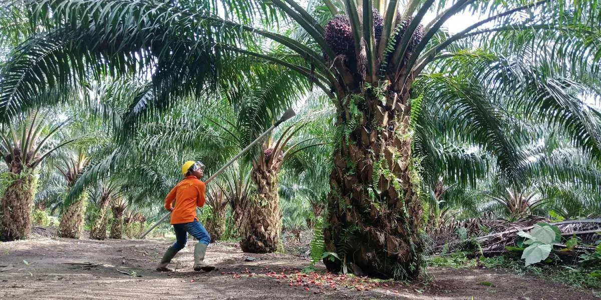 Harga CPO melonjak, Austindo Nusantara (ANJT) optimistis bukukan kinerja cemerlang