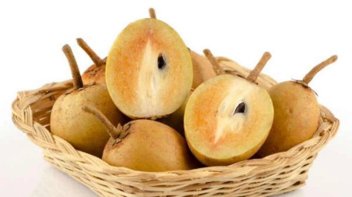 Bisa Untuk Kecantikan Kulit & Daya Tahan Tubuh, Ini Manfaat Buah Sawo Untuk Kesehatan