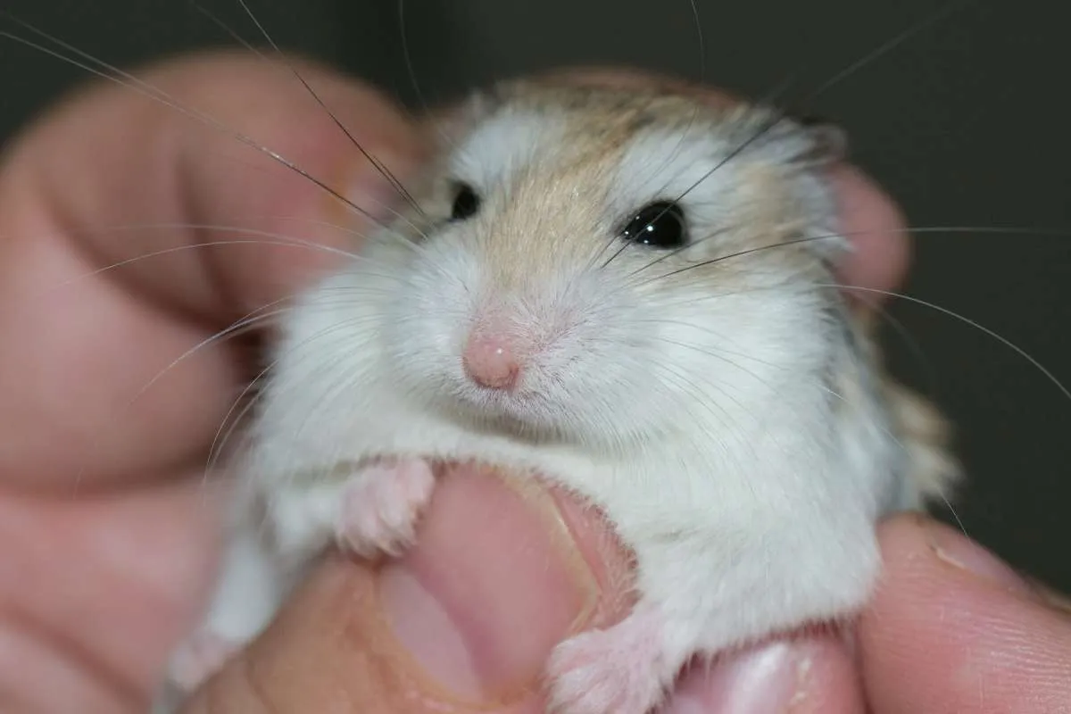 5 Alasan Kenapa Hamster Peliharaan Suka Menggigit Anda