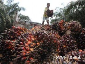 Minyak dekati level tertinggi 30 bulan, harga CPO ikut melambung