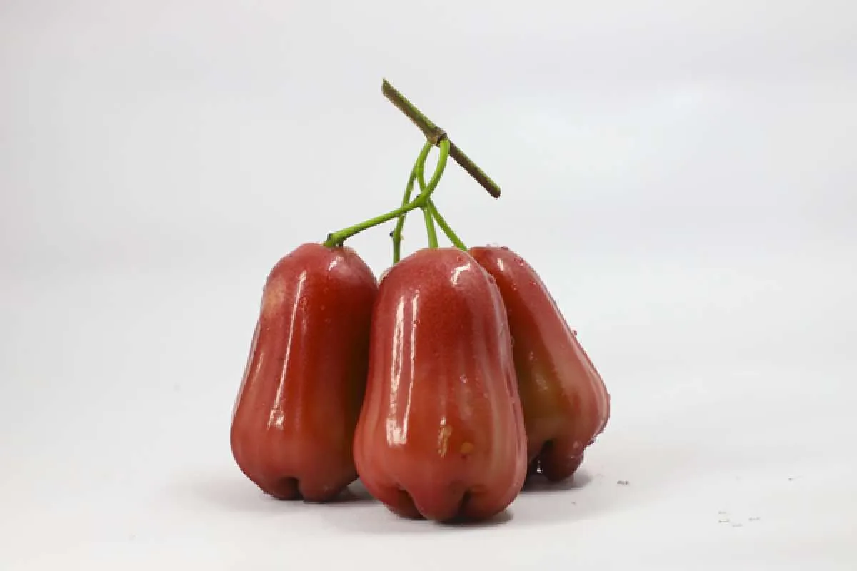 Cek, 8 Manfaat Buah Jambu Air Untuk Kesehatan yang Mengejutkan