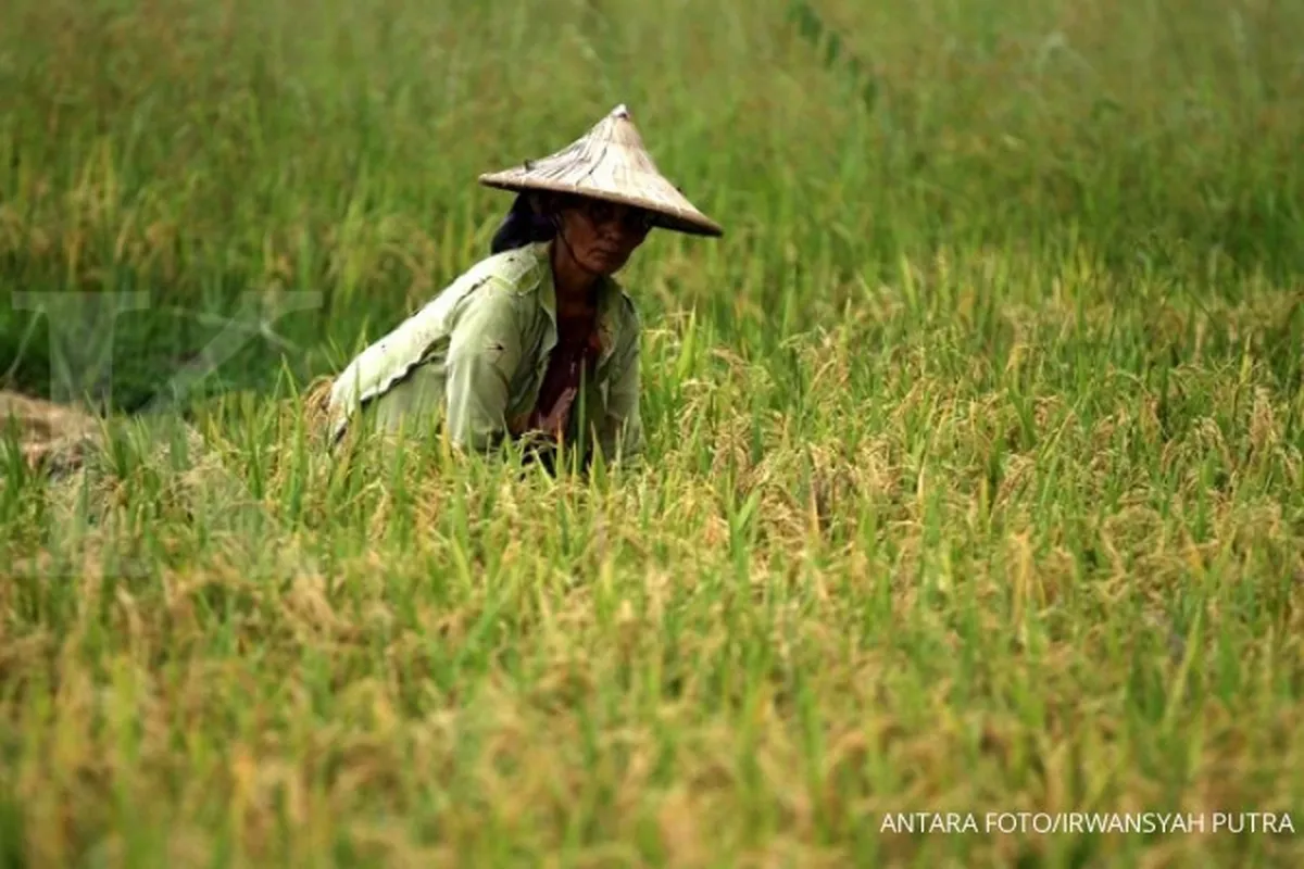 Tugas berat Mentan baru dua bulan ke depan 