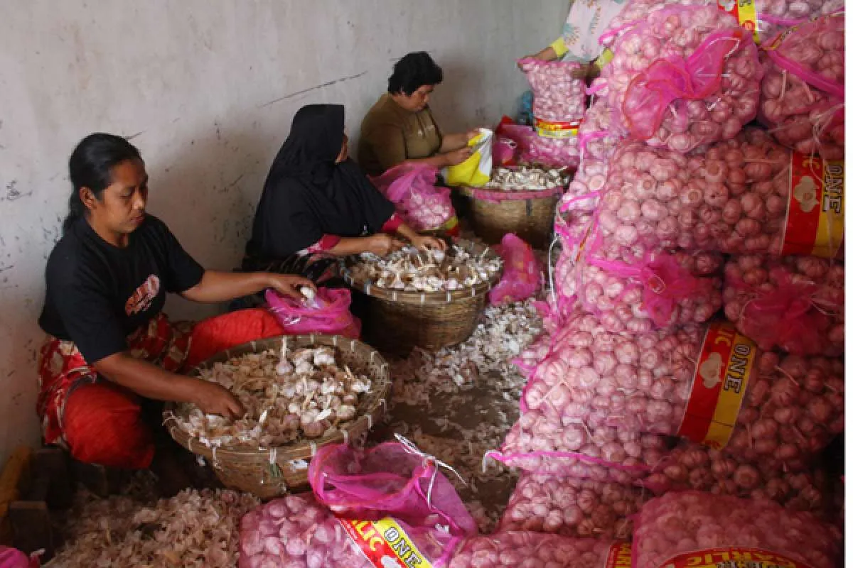 Kementan Klaim 140 Importir Sudah Mendapat Rekomendasi Impor Bawang Putih