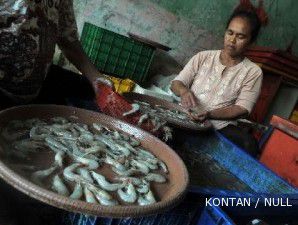 Ekspor udang ke Jepang berangsur pulih