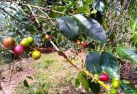 Ini sumber benih kopi robusta Lampung dari 900 batang pohon induk 