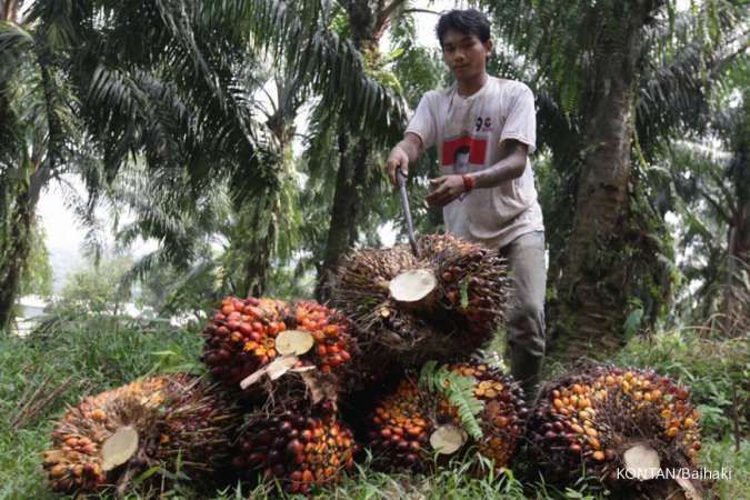 Sebanyak 80% perusahaan kelapa sawit masih bermasalah, Luhut usulkan ada denda