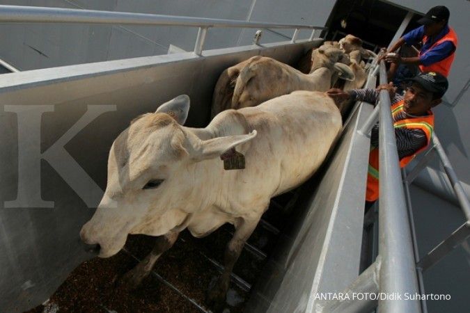 Pastikan standar kesehatan, Kemtan berlakukan karantina sapi impor selama sepekan