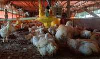 Harga Ayam Broiler Membaik di Paruh Kedua 2025, Cek Rekomendasi CPIN dan JPFA