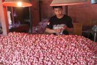 Bukan Rp 700.000/Kg, Bayaran Pengupas Bawang Merah Ini Hanya Rp 600/Kg