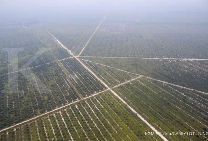 Pemerintah tengah mengevaluasi aturan moratorium perkebunan kelapa sawit