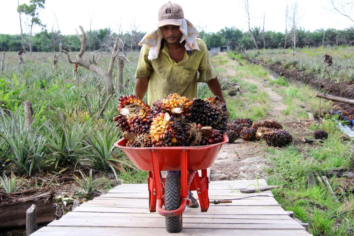 Harga TBS Jatuh, Petani Sawit Minta Kebijakan DMO dan DPO Dihapus