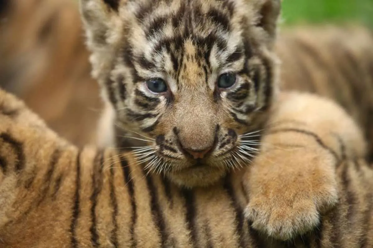 Sudah beroperasi, wisata sambil mengenal hewan jadi lebih seru di Semarang Zoo 