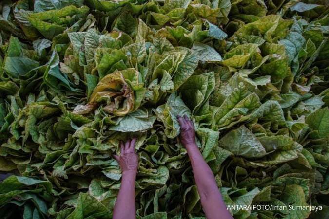 Menakar Dampak Aturan Kemasan Rokok Bagi Petani Tembakau