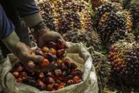Ekspor Kelapa Sawit Turun Jadi Rp 440 triliun Sepanjang Tahun 2024
