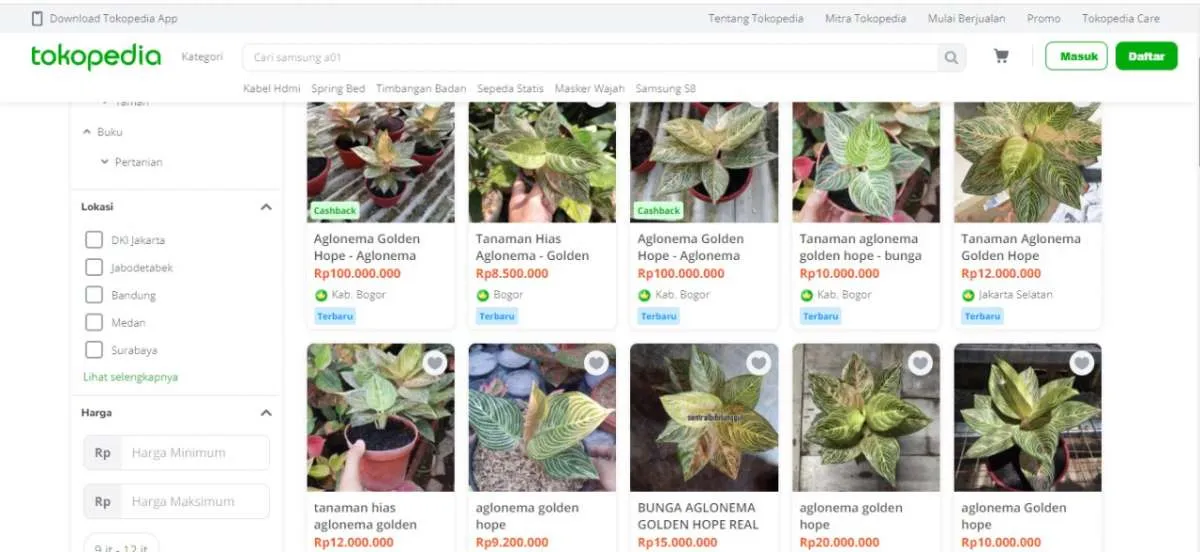 5 Jenis Monstera yang populer di masyarakat, termasuk janda bolong