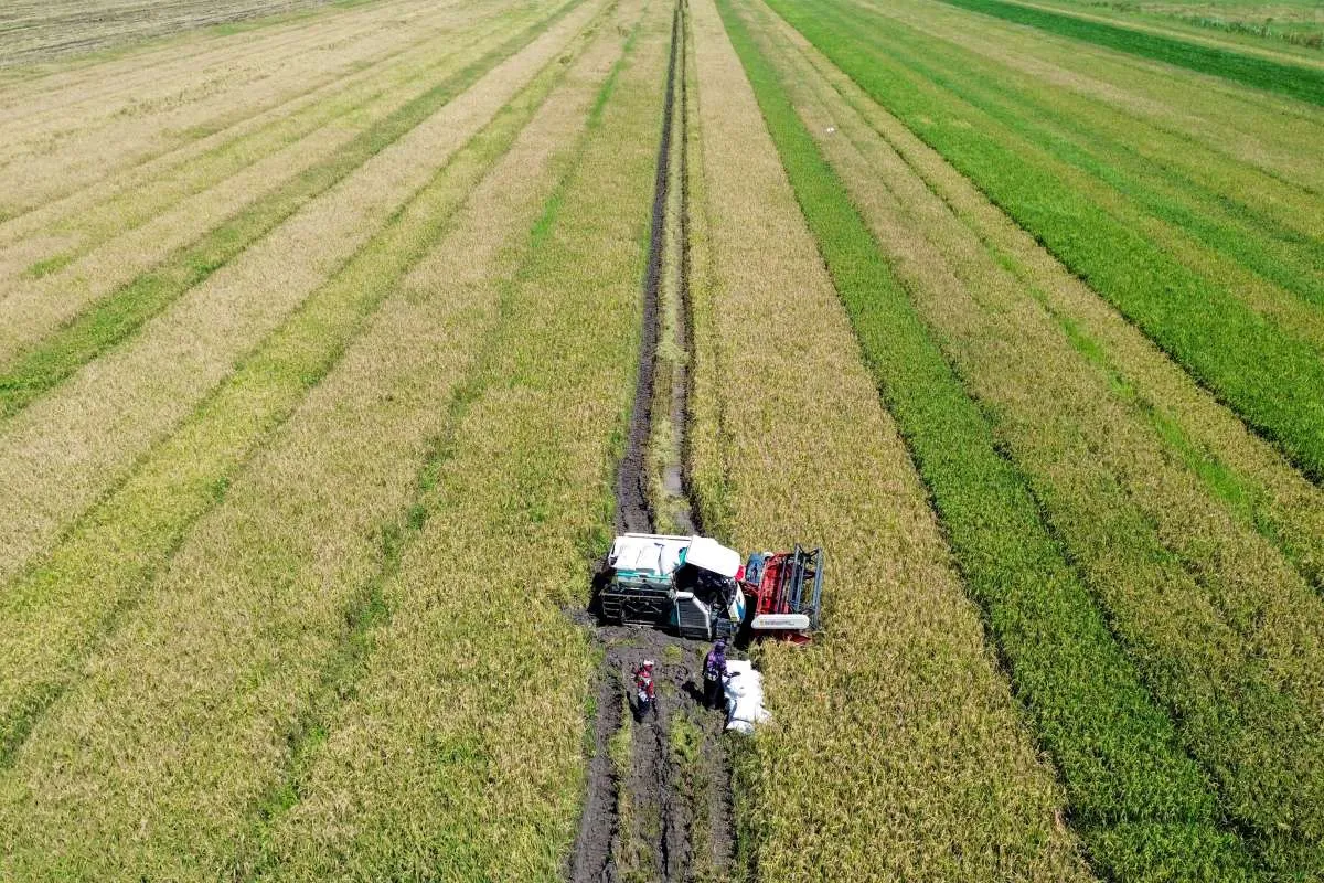 Siap Hadapi Ancaman El-Nino, Mentan Tegaskan Cadangan Beras Capai 4,5 Juta Ton