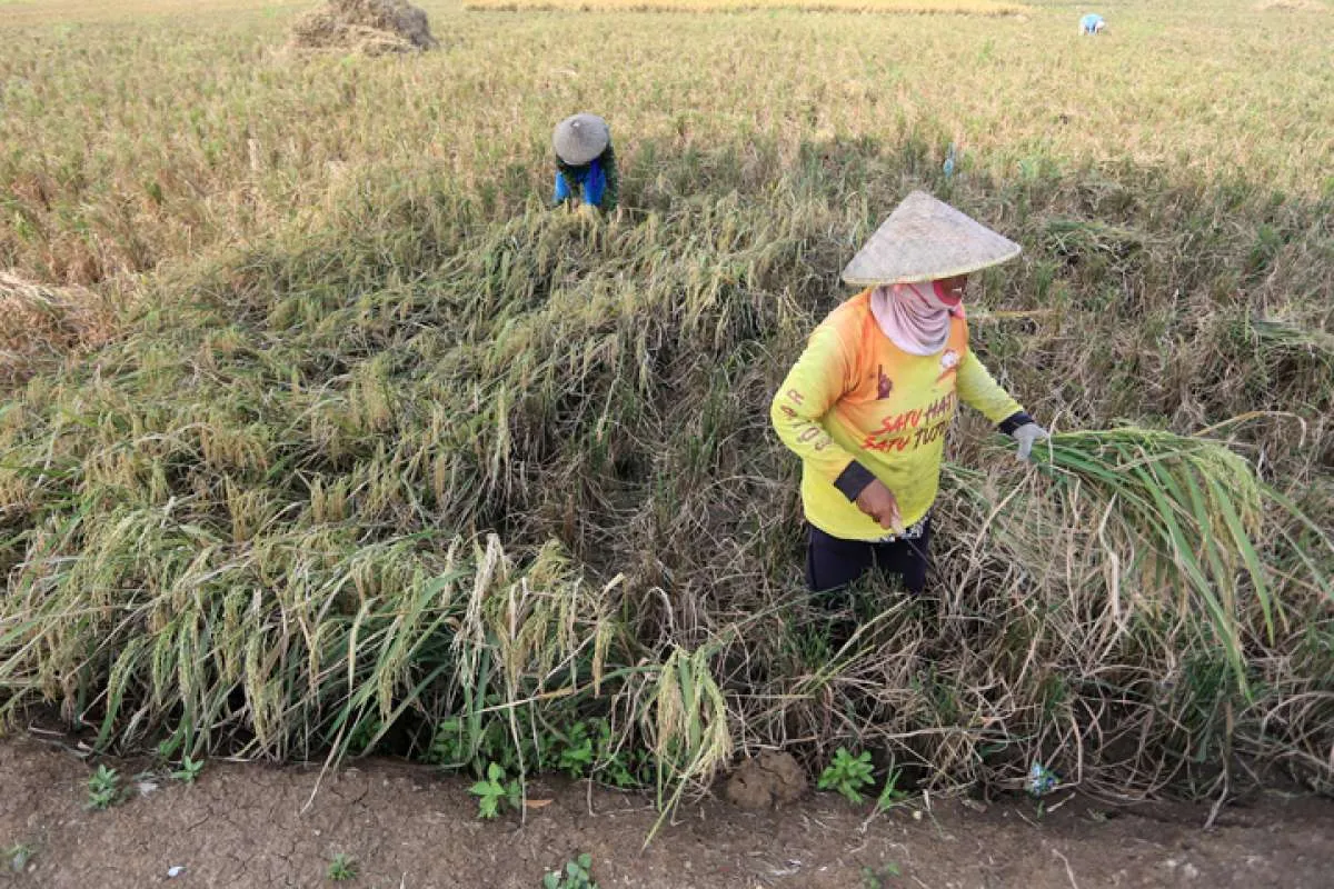 Regenerasi Petani Mandek, Jadi Masalah untuk Ketahanan Pangan