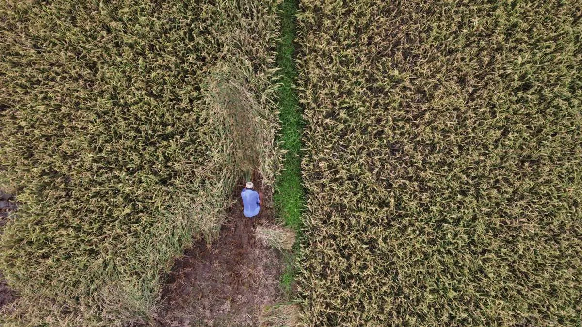 Luhut Akan Gandeng China Tanam Padi di Indonesia, Pengamat Ingatkan Hal Ini