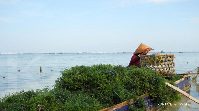 Pemerintah dorong penggunaan SNI rumput laut