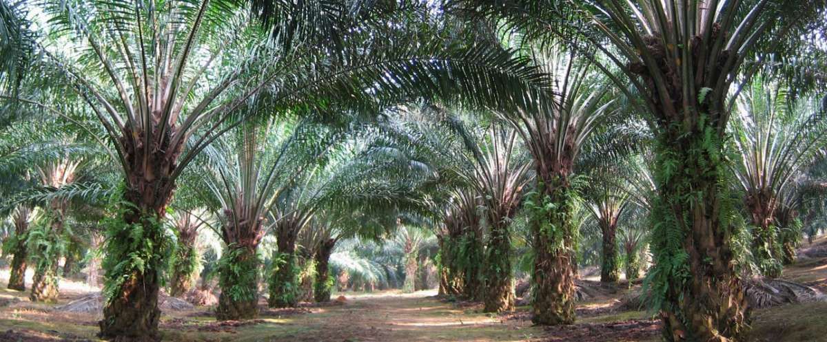 Dapat Harga Diskon, Perusahaan ini Borong 15,79 Persen Saham Emiten CPO MAGP