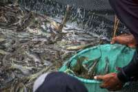 Indonesia Eximbank Dorong Penguatan Ekspor Lewat Desa Devisa Klaster Udang