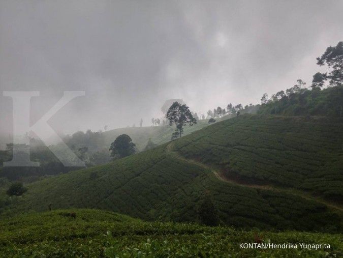 24.000 Kebun teh Jawa Barat rusak