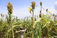 Kadin: Sorgum Bisa Jadi Solusi Atasi Ketergantungan Impor Gandum