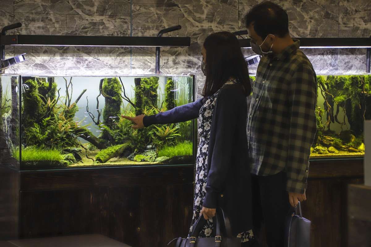 Bisnis Aquascape, Mengenyam Laba dari Ekosistem Alam