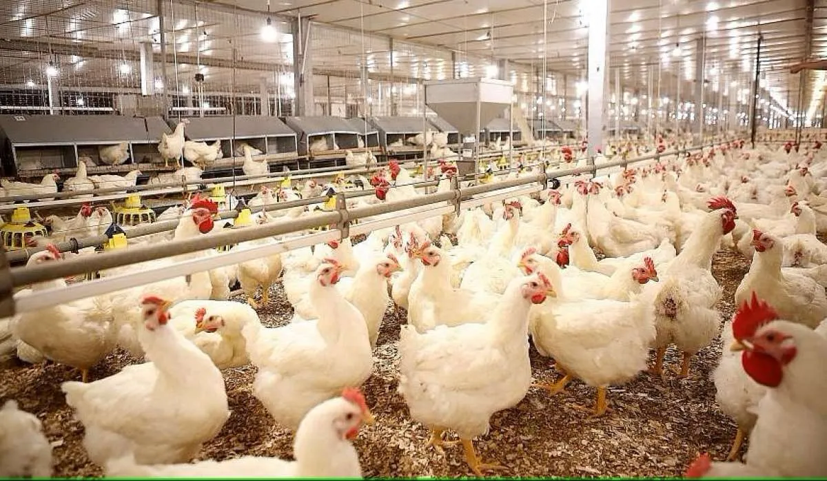 Japfa Comfeed (JPFA) Dukung Program Makan Bergizi Gratis, Siapkan Dapur Terpusat