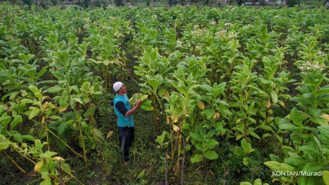 Pembatasan Nikotin dan Tar Berpotensi Tekan Ekonomi Daerah Penghasil Tembakau 