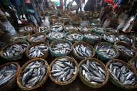 Harga dan Pasokan Perikanan Masih Stabil