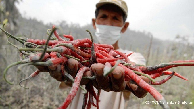 Curah Hujan Tinggi, Produksi Cabai Susut