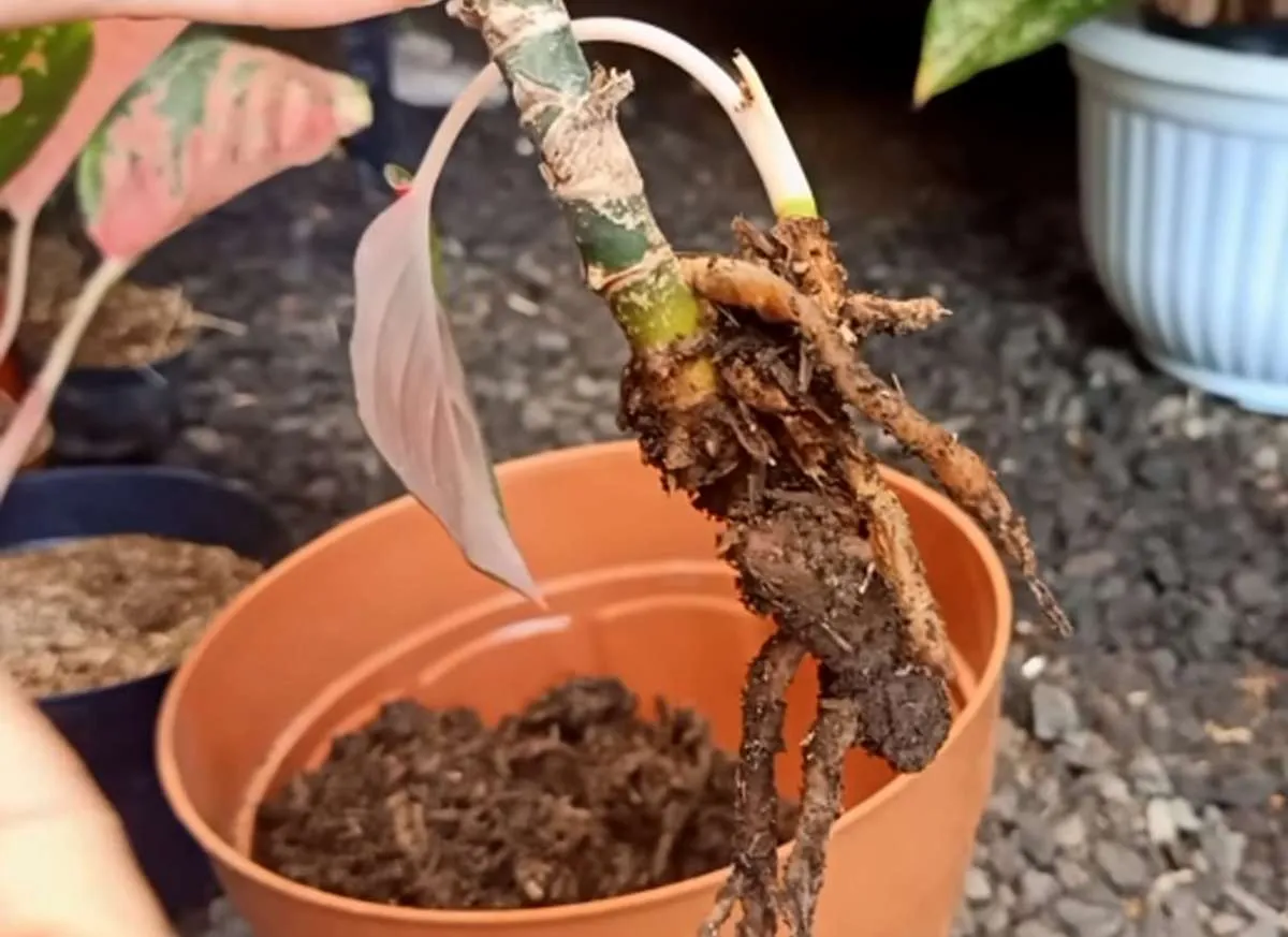 Ini 5 Manfaat Memindahkan Tanaman (Repotting) ke Pot Tanaman Baru