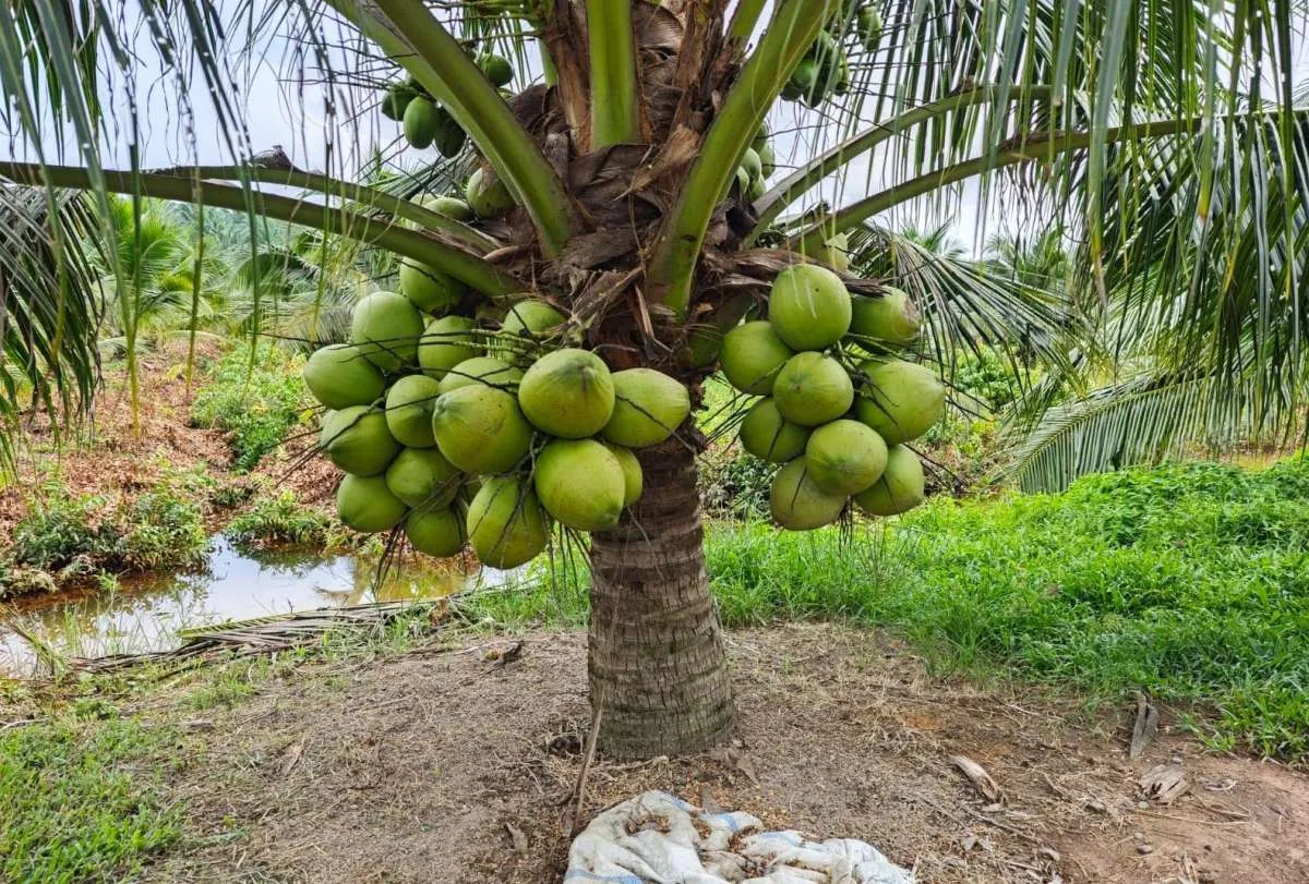 Dorong Hilirisasi Perkebunan, Pemerintah Siap Salurkan Varietas Unggul