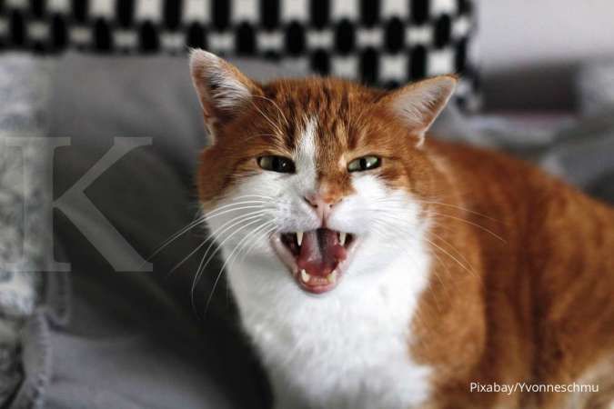 Kucing Anda Sering Ingin Kabur Dari Rumah? Ketahui Alasan dan Cara Atasinya