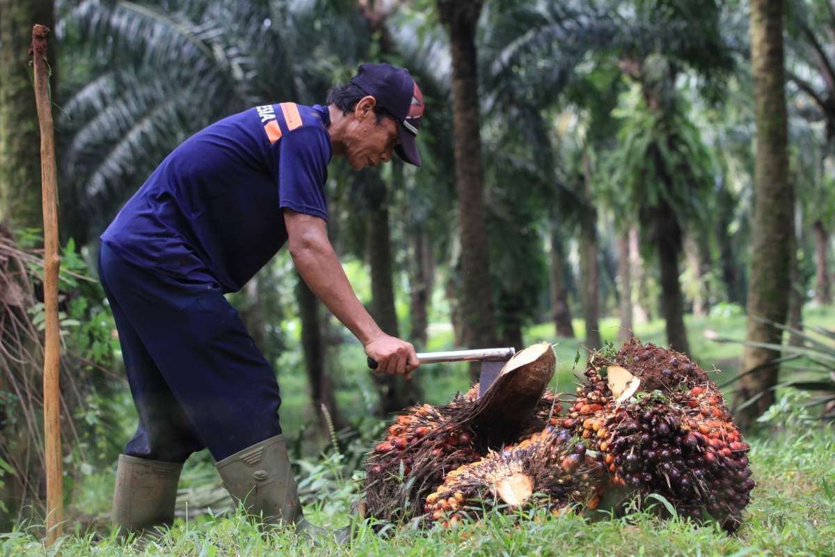 Harga CPO di Level Terkuat Tiga Bulan Terakhir, Begini Proyeksi ke Depan