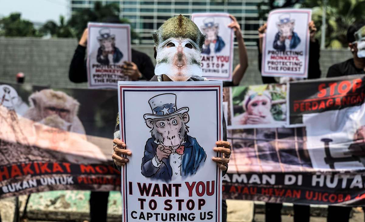 Aksi Tolak AS Impor Monyet dari Indonesia