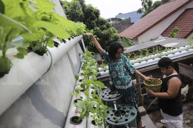 Tanaman Hidroponik Seperti Bayam Bisa Ditanam di Pekarangan lo, Begini Perawatannya