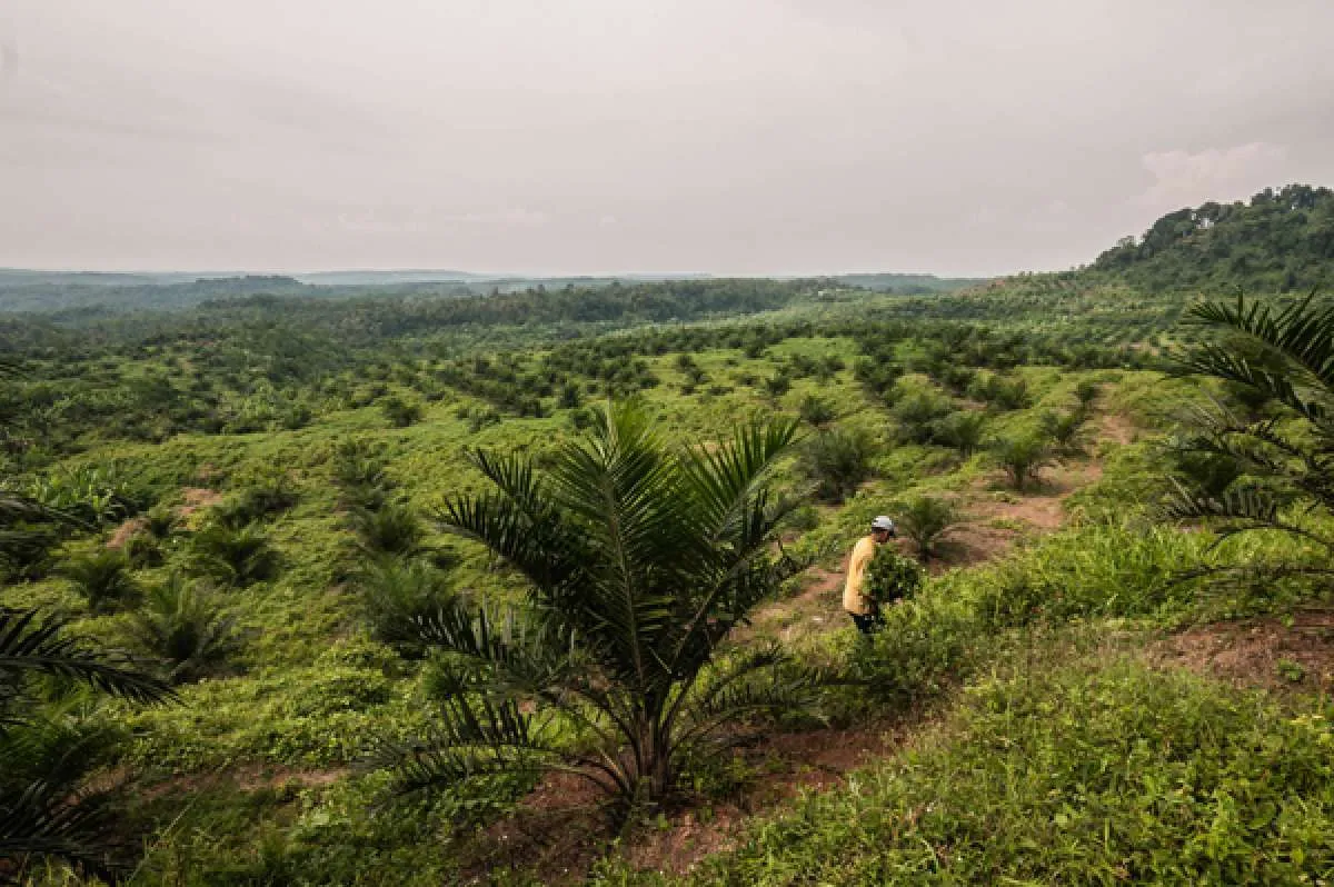 Raliasasi Program PSR Hanya Mencapai 278.200 Hektar Sejak Tahun 2017-2022