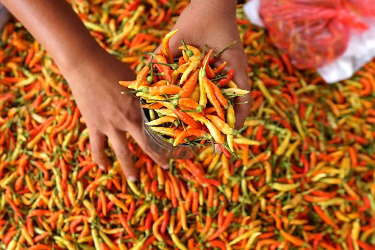 Pedasnya Harga Cabai Merah Sundut Inflasi November 2023