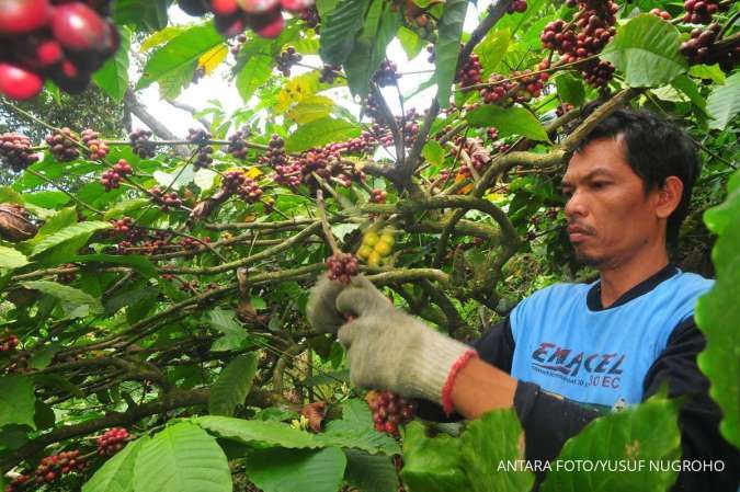 Pengamat Pertanian: Produksi dan Volume Ekspor Kopi Indonesia Anjlok