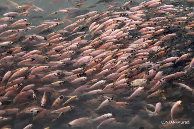 Panen Modeling Budi Daya Ikan Nila di Karawang Dukung Program Makan Bergizi Gratis