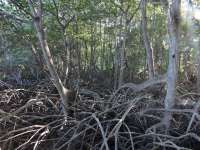Gambut dan Mangrove