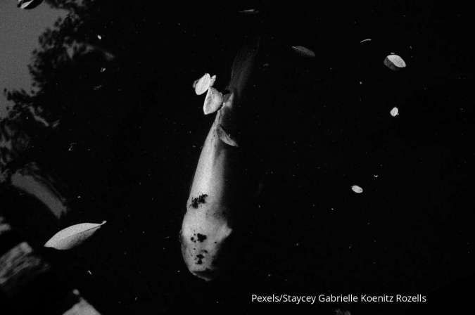 Jarang Disadari, Ini 4 Hal yang Dapat Menyebabkan Kematian Ikan Hias Secara Tiba-Tiba