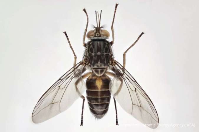Lalat Tsetse