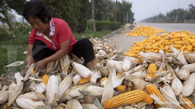 Bulog akan diberikan izin eksklusif impor jagung